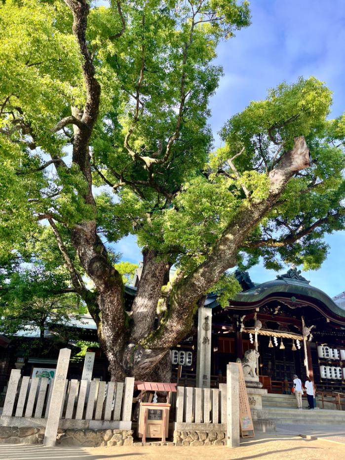 大阪東大阪市のポケふた近隣の観光スポット｜石切神社